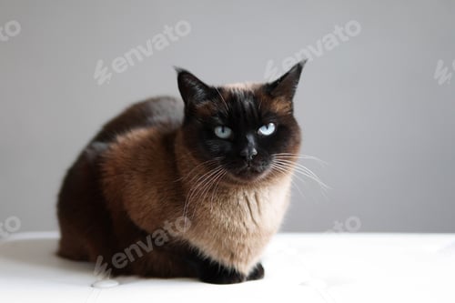 Preview: siamese cat resting