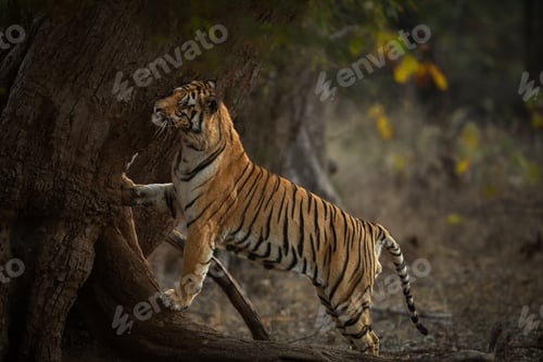 Preview: Tiger hugging tree