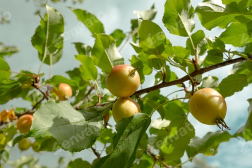 Preview: Crap apples on branch