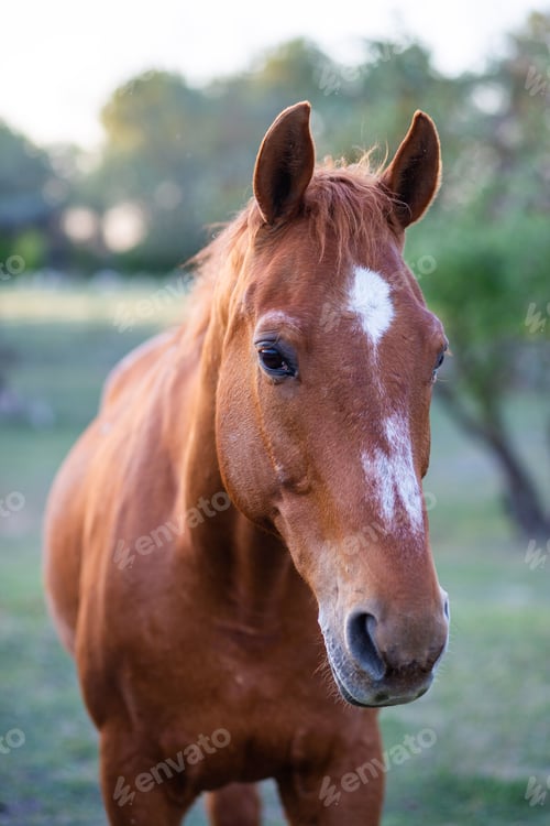 Preview: a brown horse standing in a grassy field next to trees