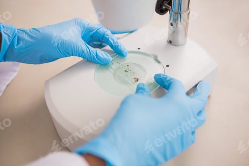 Preview: Scientist examining petri dish under microscope in laboratory