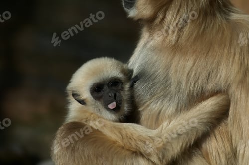 Preview: Closeup of a baby Lar Gibbon hugging its mother