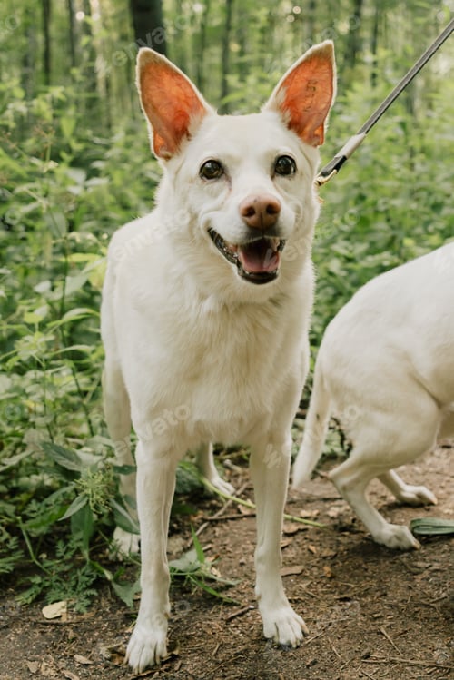 Preview: portrait of a white dog, a pet walking in park with its owner, training and raising pets.