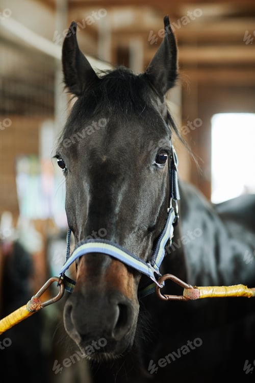 Preview: Portrait of Dark Horse in Stables