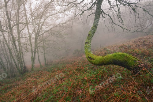 Preview: Winding Birch in a Misty Forest