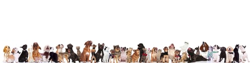Preview: cats, dogs, pets, group, togetherness, isolate