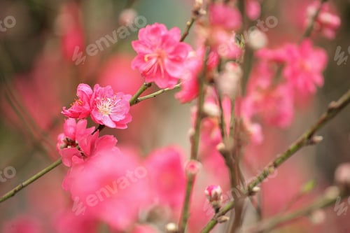 Preview: cherry blossoms for chinese new year