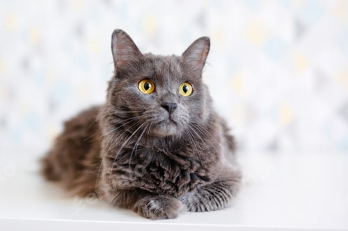 Preview: A gray smoky Maine Coon cat with yellow eyes lying on a white background