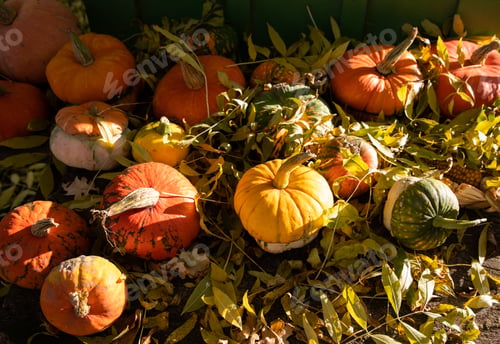 Preview: pumpkins in autumn Thanksgiving card