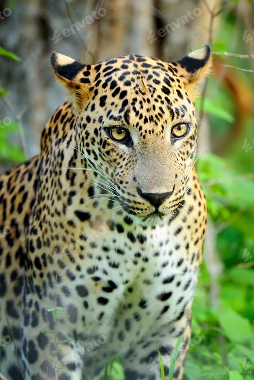 Preview: Leopard