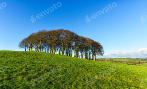 Preview: Trees on a Hill