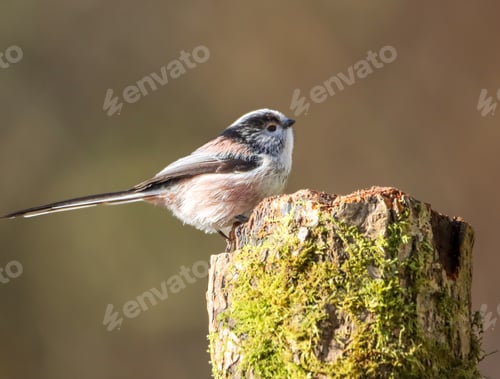 Preview: Long tailed tit bird perched on a moss-covered tree stump