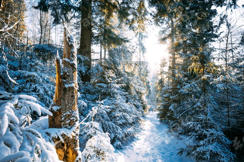 Preview: Majestic winter wonderland forest covered by snow Beskidy Poland