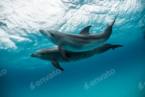 Preview: Graceful dolphins gliding through crystalclear waters