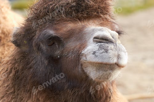 Preview: Bactrian camel (Camelus bactrianus)