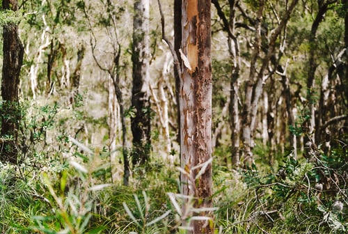 Preview: Cracked Bark