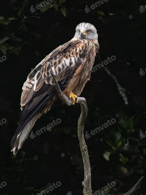 Preview: Red Kite perched on a branch against a dark backdrop