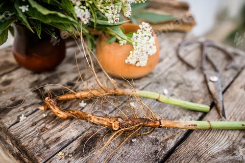 Preview: Root and leaf Sambucus ebulus, also known as danewort, dane weed, danesblood, dwarf elder or