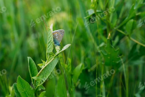 Preview: Butterfly on a green meadow