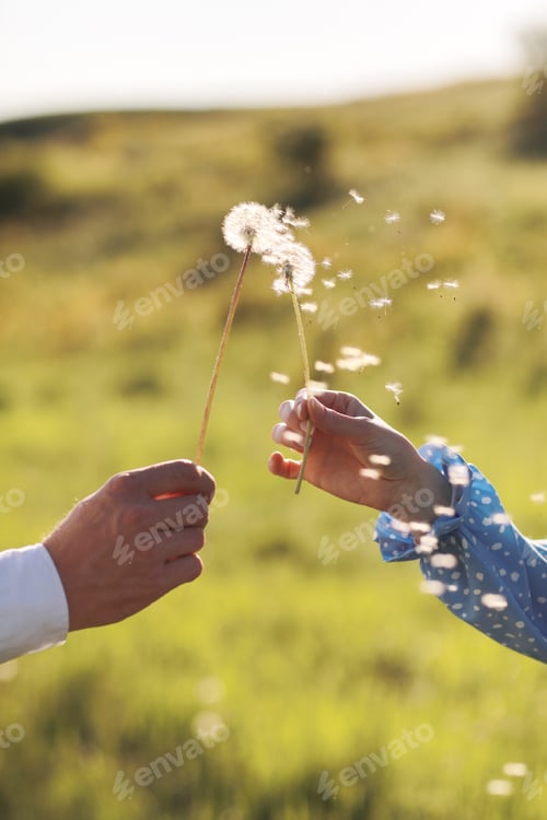 Preview: Young loving couple holding in hands dandelions in summer park on green natural background, view