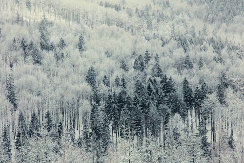 Preview: Mystery snow forest