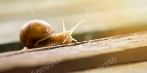 Preview: Snail website banner