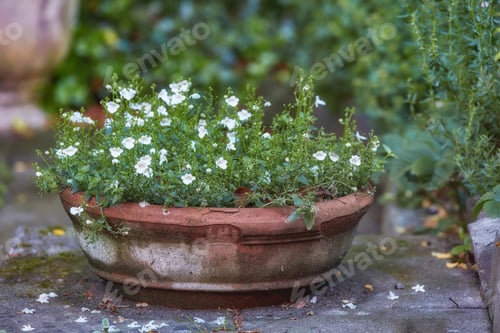 Preview: My garden