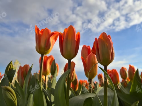 Preview: Tulip