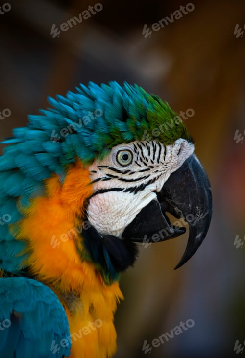 Preview: Macaw parrot blue-and-yellow
