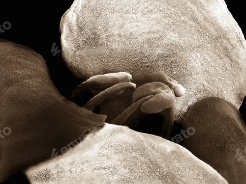 Preview: Sepia snow crystal, SEM