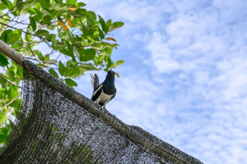 Preview: Oriental magpie robin, Tiny bird perched on wood of roof with blue sky