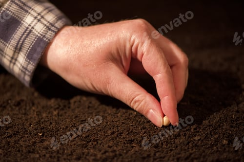 Preview: Female hand seeding soy beans into the soil ground