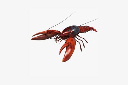 Preview: Lobster, lateral view