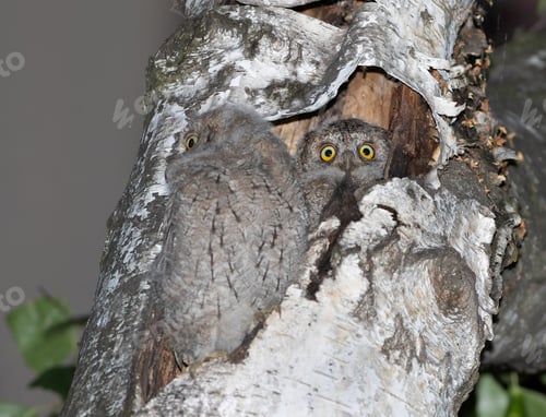 Preview: Eurasian scops owl, Otus scops. One chick has left the nest, the second chick is peeking out
