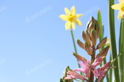 Preview: Beautiful spring flowers growing outdoors on sunny day, space for text