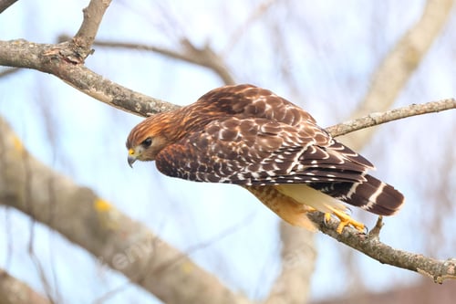 Preview: Red-shouldered hawk perched on a tree branch.