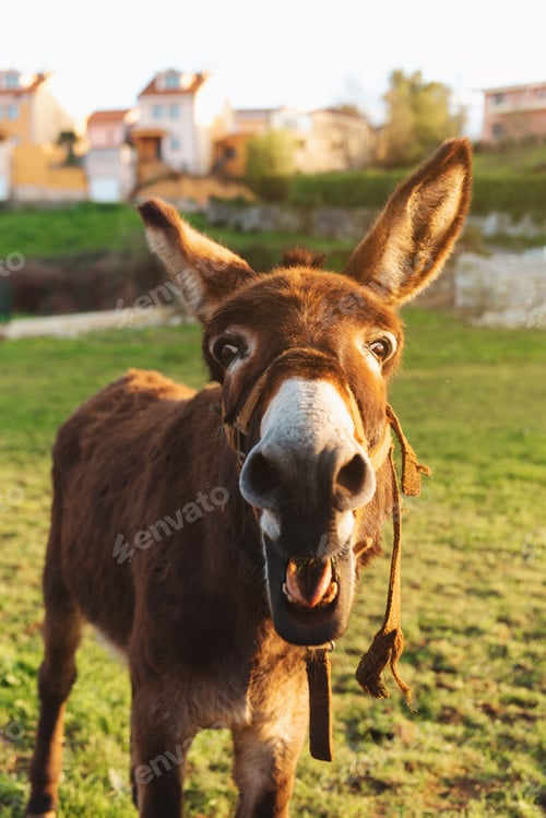 Preview: nice brown donkey