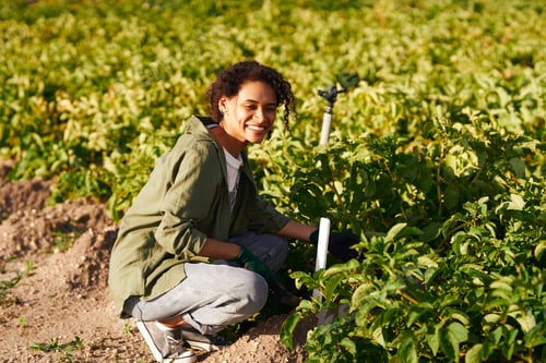Preview: Smiling female farmer on field during harvesting. Agricultural occupation concept