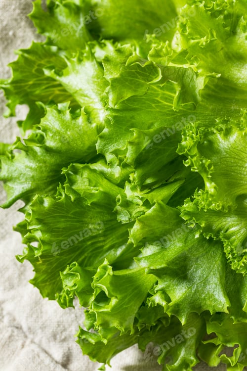 Preview: Raw Organic Fresh Baby Green Leaf Lettuce