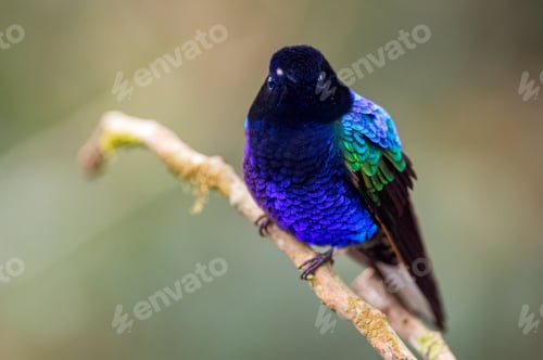 Preview: Velvet-purple Coronet (boissonneaua jardini). Iridicent hummingbird looking at the camera