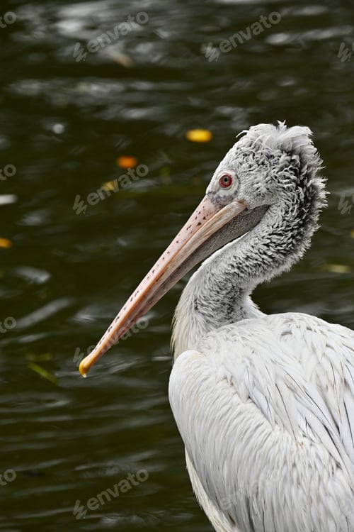 Preview: Spot-billed pelican