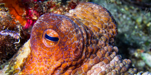 Preview: Common Octopus, Cabo Cope-Puntas del Calnegre Natural Park, Spain