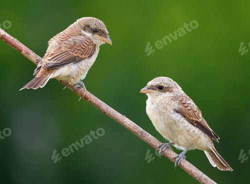 Preview: Red-backed shrike, Lanius collurio. Two young birds sit on a branch on a beautiful green background