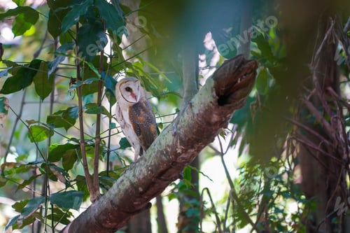Preview: Barn Owl (Tyto alba) perched on tree trunk in in the forest at dawn