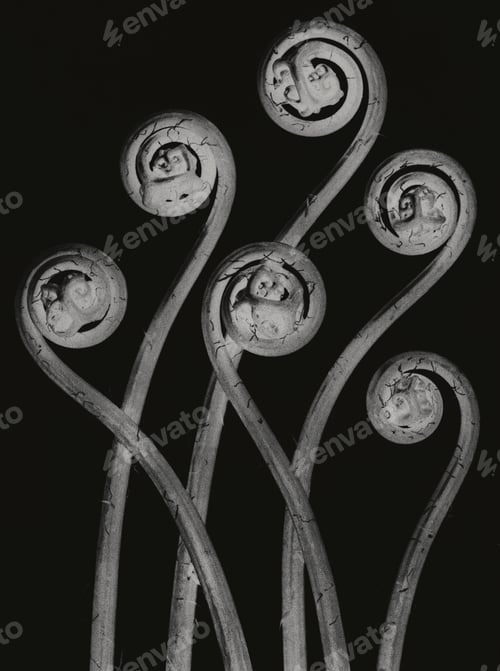 Preview: Adiantum pedatum (American Maiden-hair Fern) young fronds enlarged 8 times
