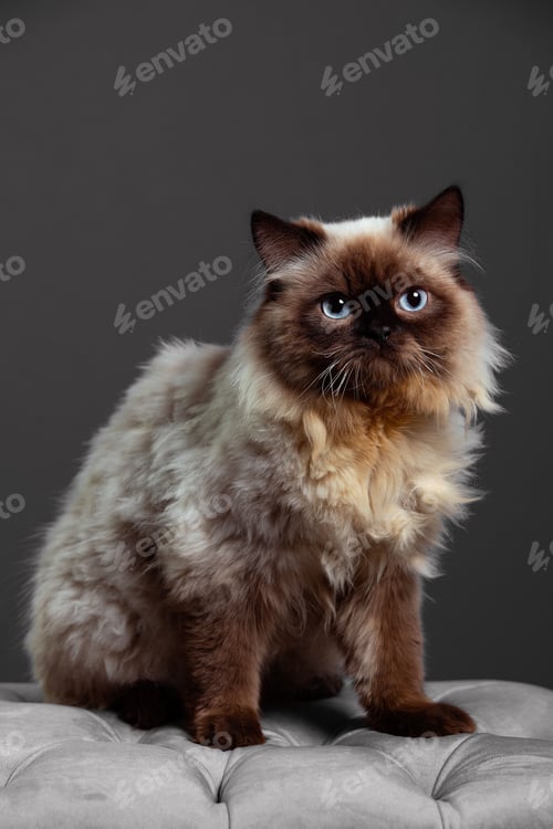 Preview: Vertical shot of a Himalayan cat against the black background