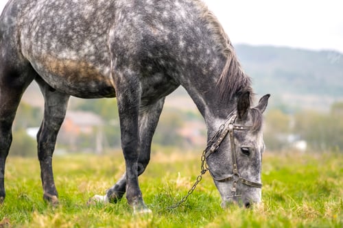 Preview: Beautiful gray horse grazing in summer field. Green pasture with feeding farm stallion.