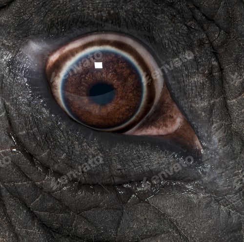 Preview: Macro of an African elephant's eye