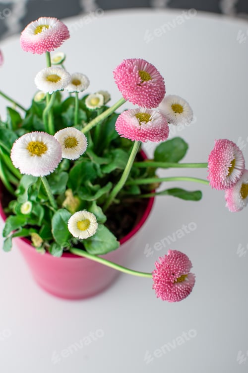 Preview: Top view of pink english daisy flowers in flowerpot on the table