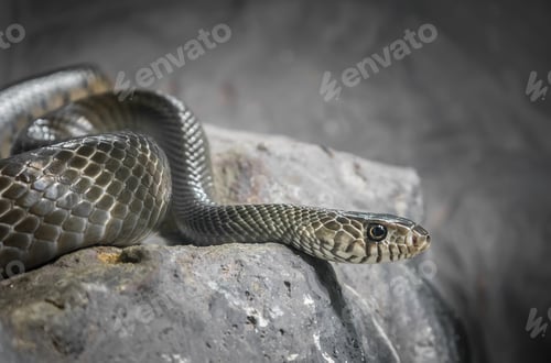 Preview: Snake on the stone processed in low key